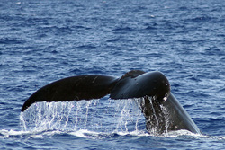 whale tale